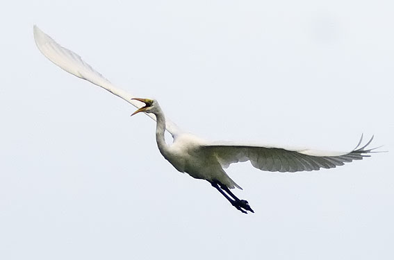 Grotezilverreiger180907